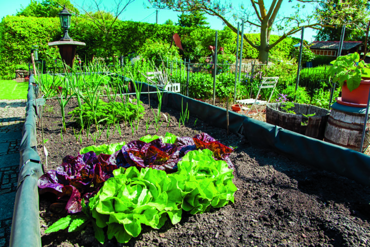 Tips to tend a garden in late summer